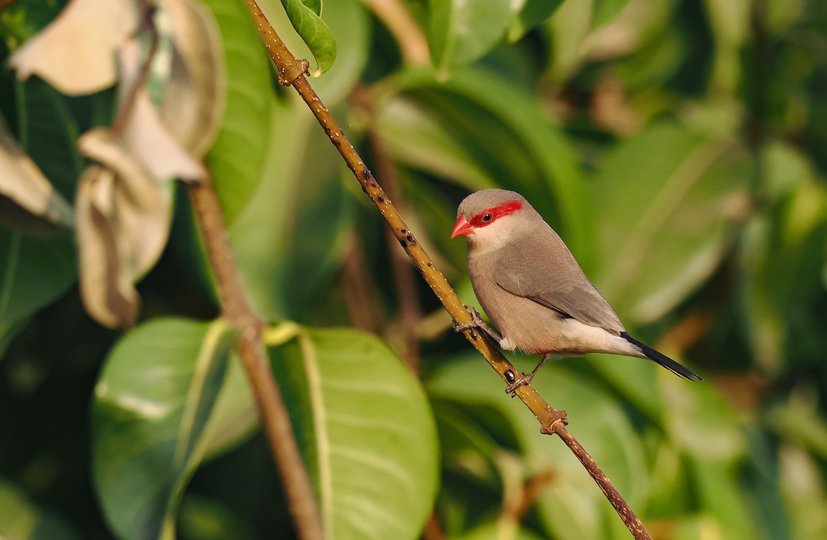 Black-rumped Waxbill - ML650731186