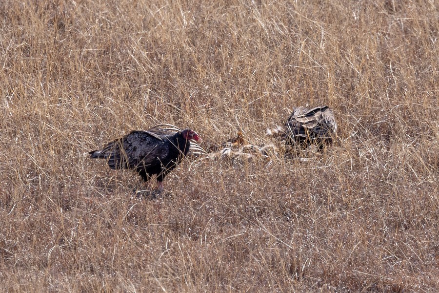 Urubu à tête rouge - ML650731438
