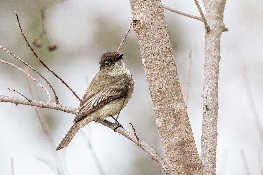 Eastern Phoebe - ML650731474