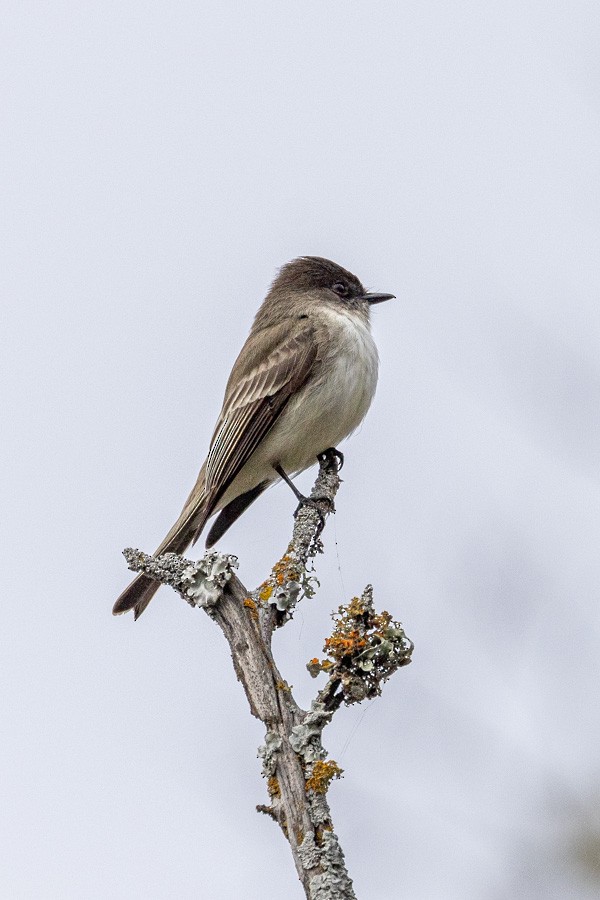 Eastern Phoebe - ML650731475