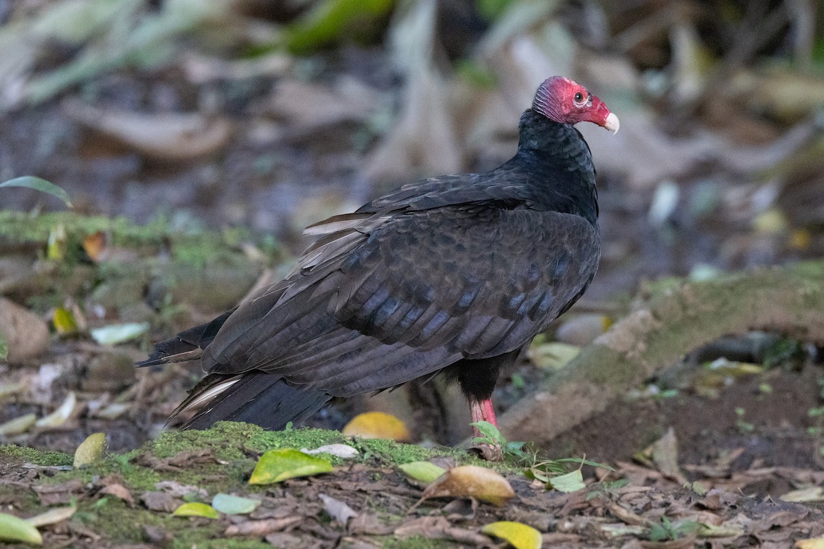 Urubu à tête rouge - ML650731490