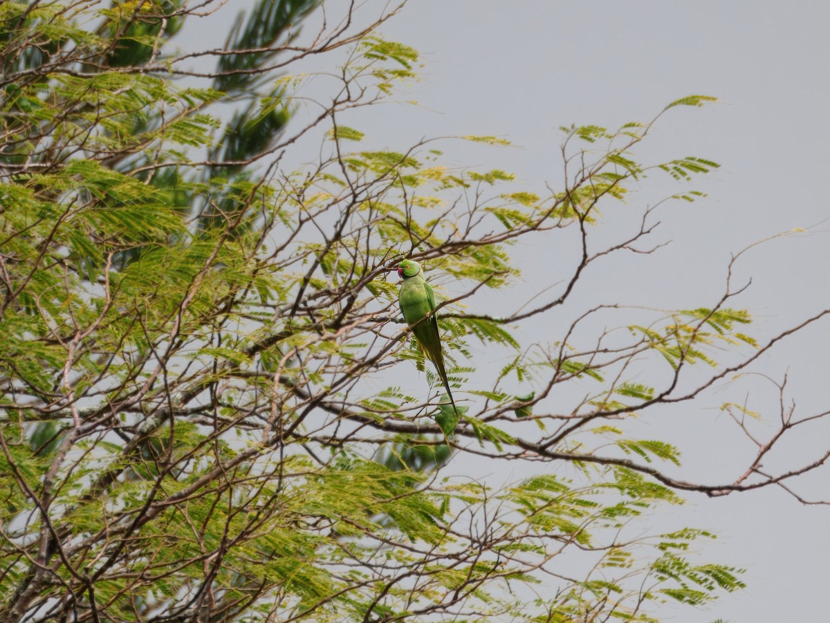 Perruche à collier - ML650731653