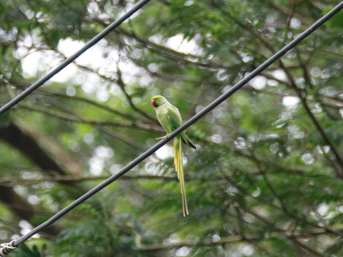 Perruche à collier - ML650731657