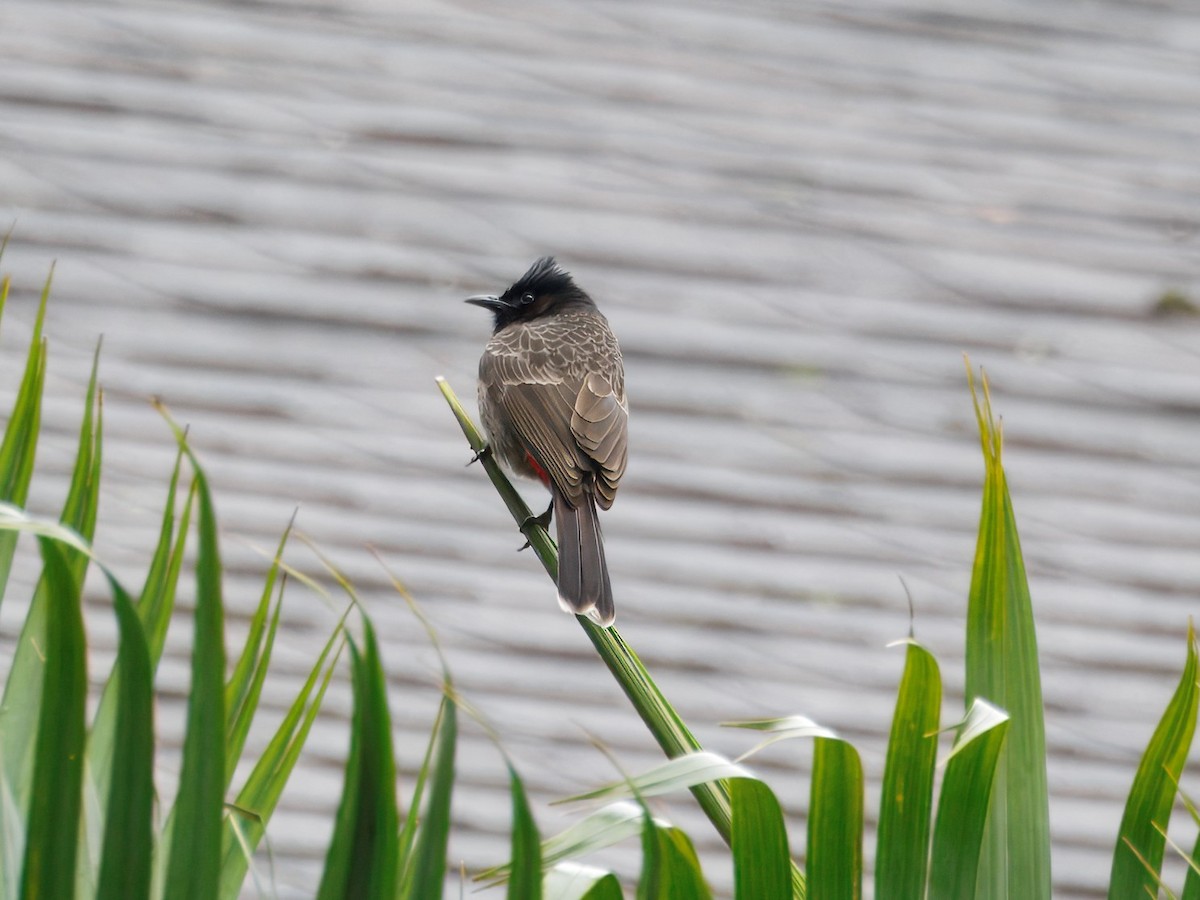 Bulbul à ventre rouge - ML650731665