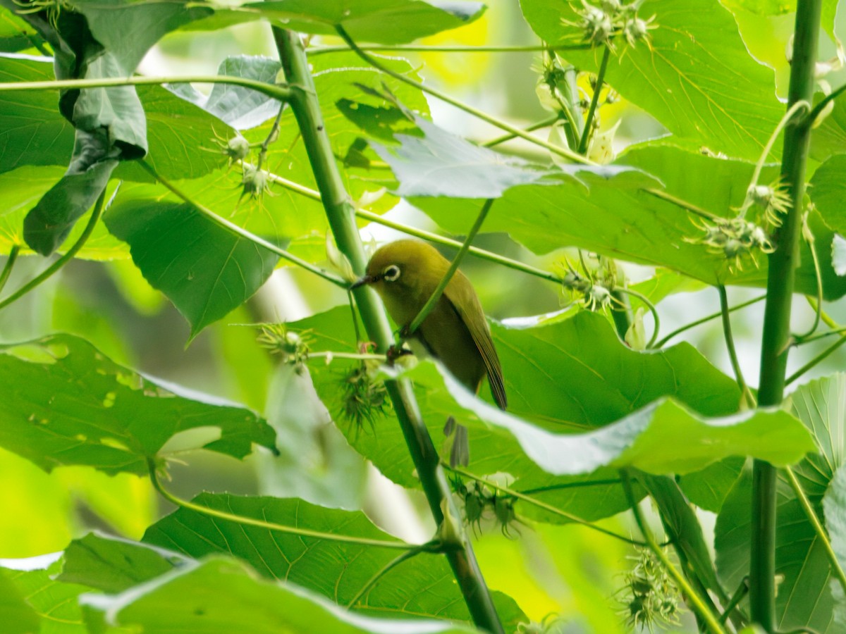 Zostérops du Japon - ML650731672