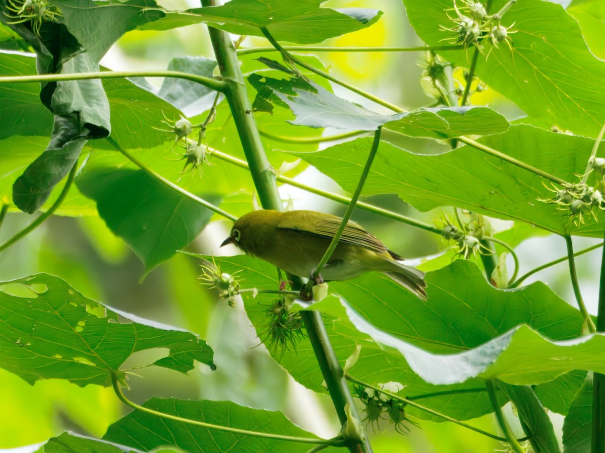 Zostérops du Japon - ML650731673