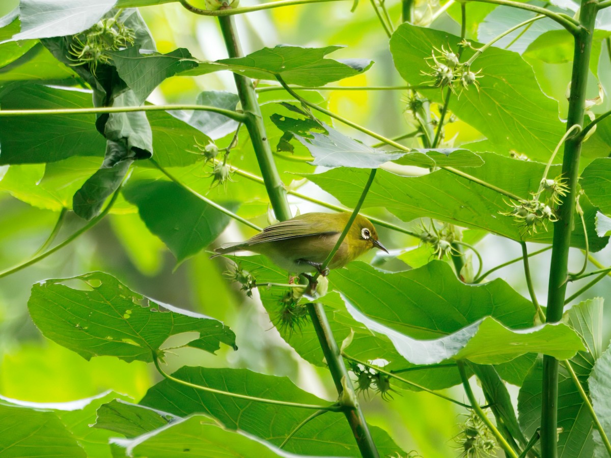 Zostérops du Japon - ML650731674