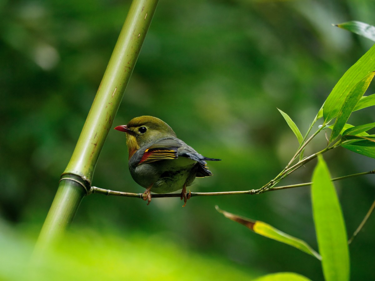 Léiothrix jaune - ML650731682