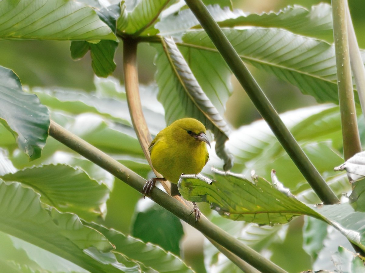 Amakihi d'Oahu - ML650731684