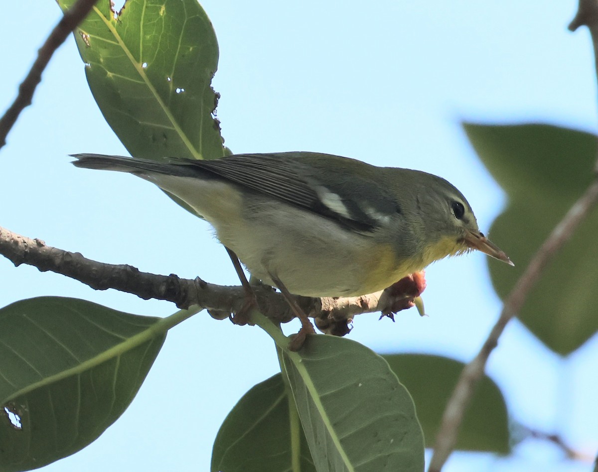 Northern Parula - ML650731939