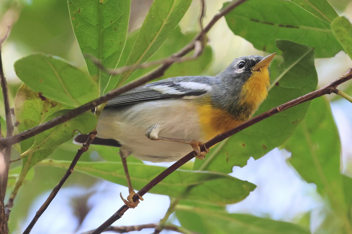 Northern Parula - ML650731943