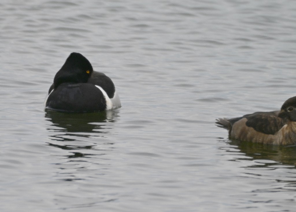 Ring-necked Duck - ML650731956