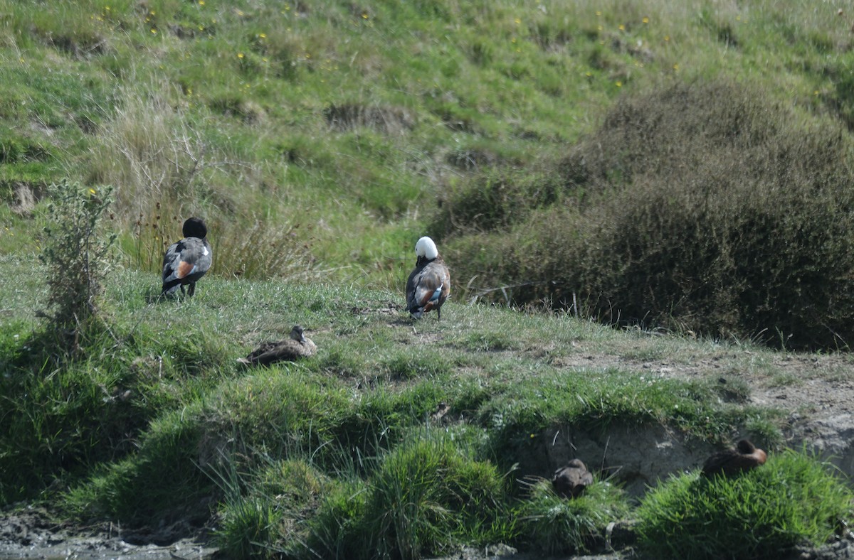 Paradise Shelduck - ML650732187