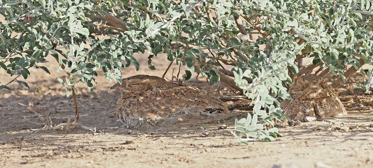 Golden Nightjar - ML650732466