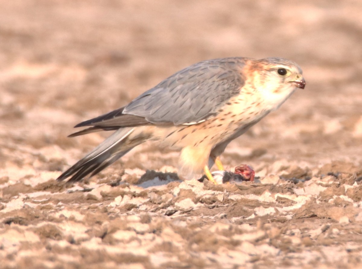 dvergfalk - ML650732547