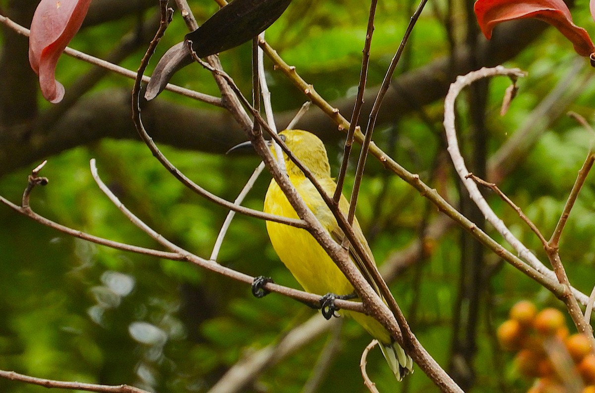 Sahul Sunbird - ML650732645