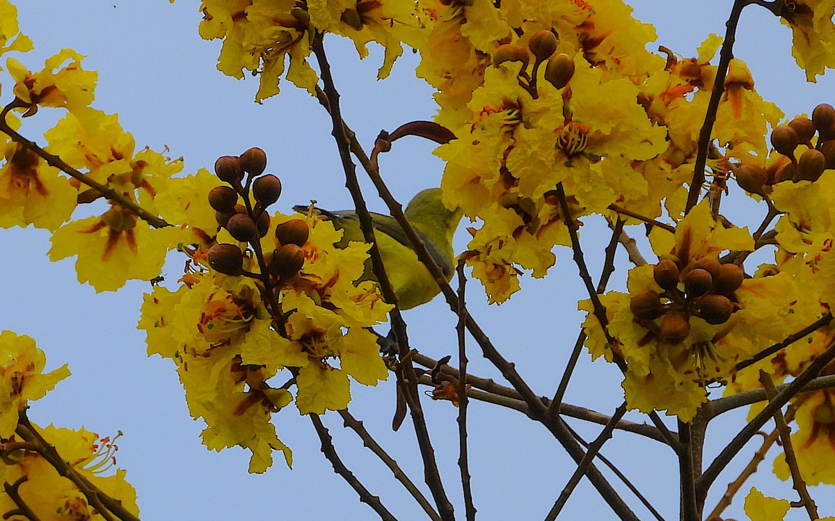 Sahul Sunbird - ML650732647