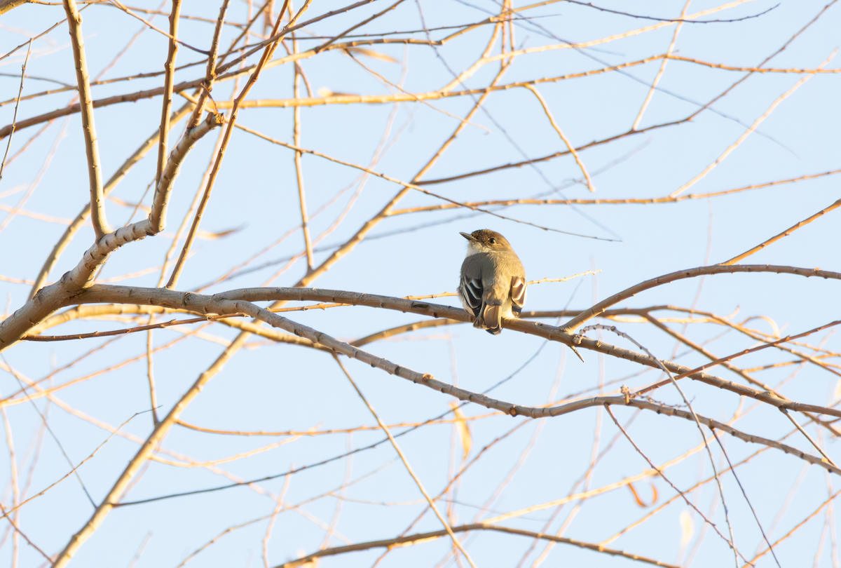Eastern Phoebe - ML650732652