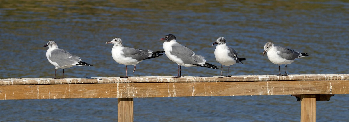 Laughing Gull - ML650732657