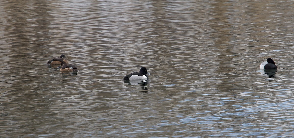 Ring-necked Duck - ML650732748