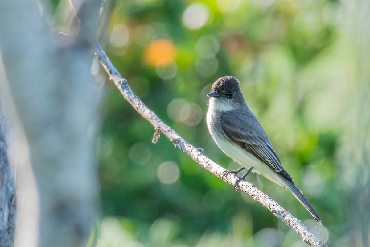 Eastern Phoebe - ML650732768