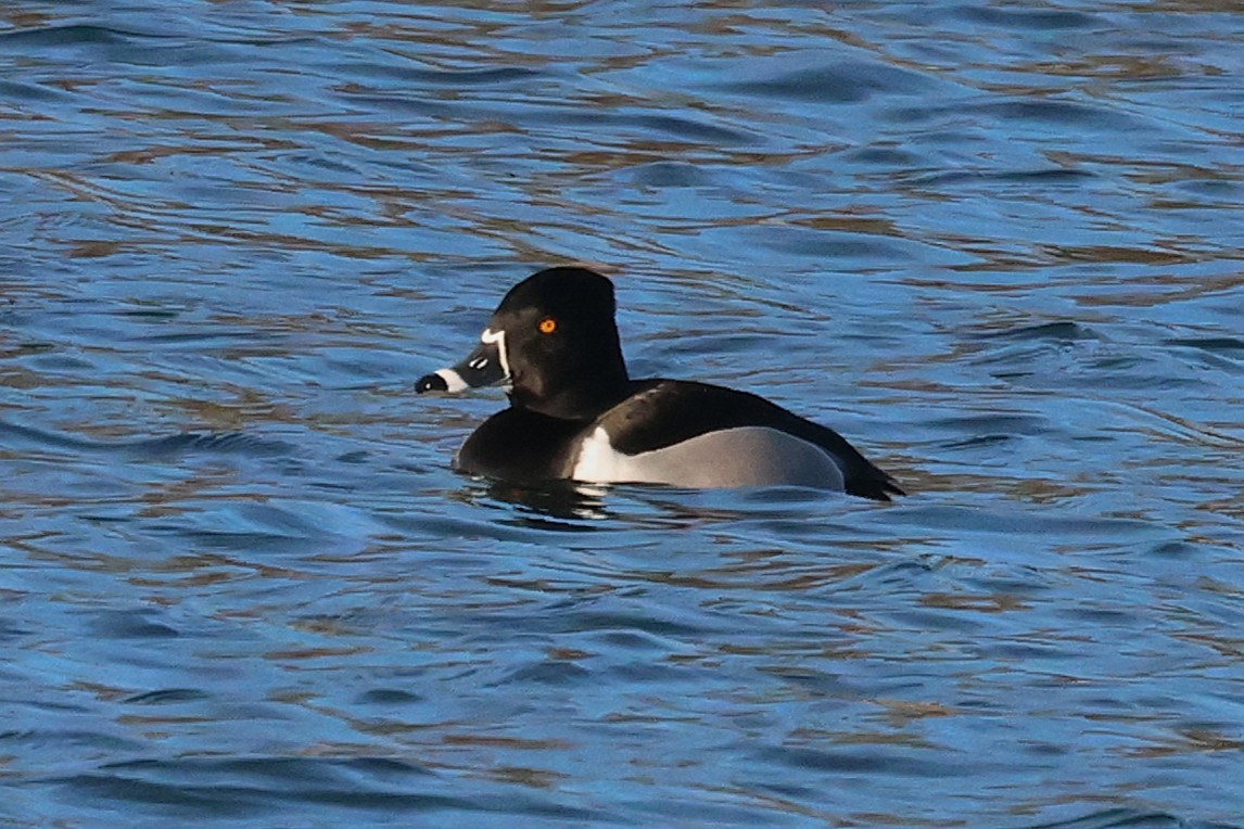 Ring-necked Duck - ML650733422