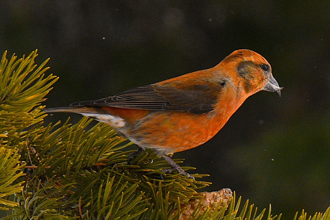 Fichtenkreuzschnabel - ML650733447