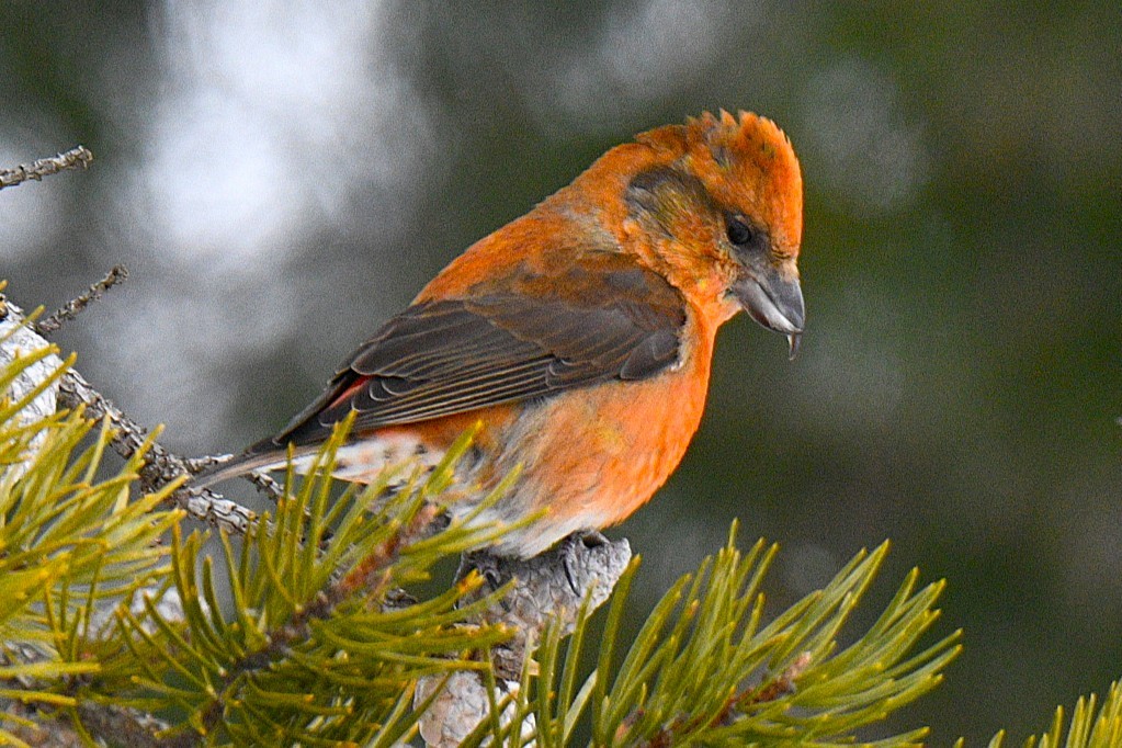 Fichtenkreuzschnabel - ML650733448