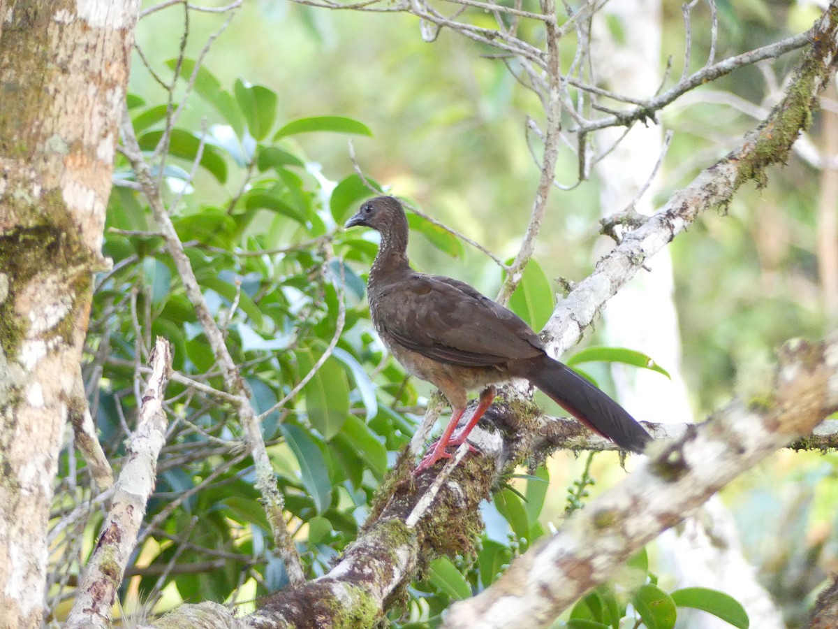 Чачалака цяткована - ML650733484