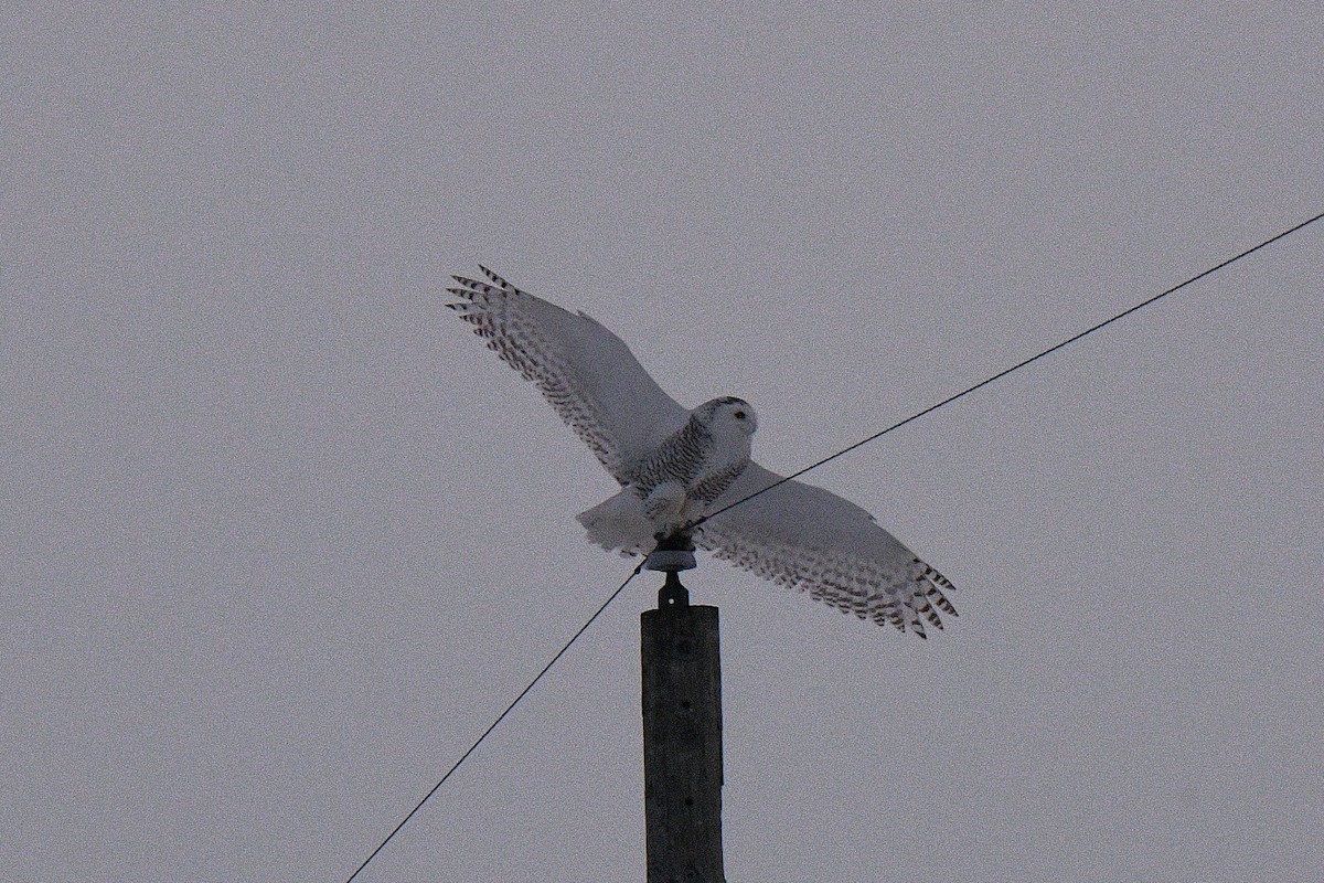 Snowy Owl - ML650733485