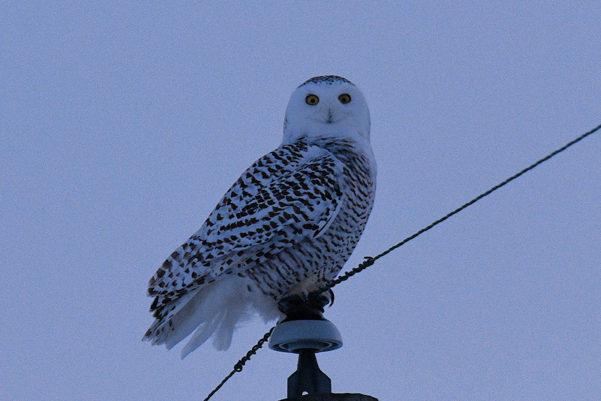 Snowy Owl - ML650733486