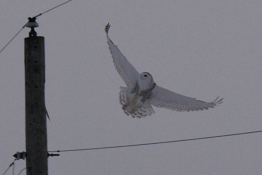 Snowy Owl - ML650733487