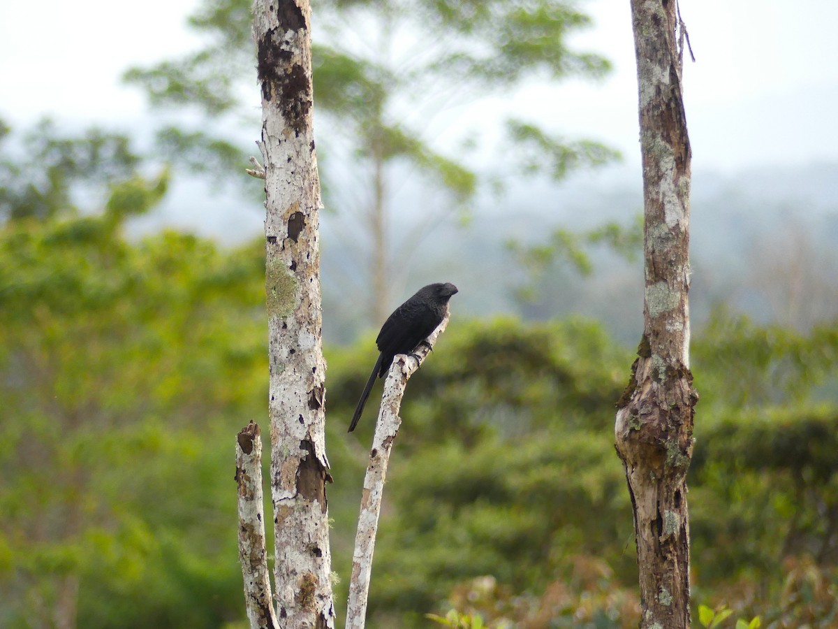 Ані товстодзьобий - ML650733495