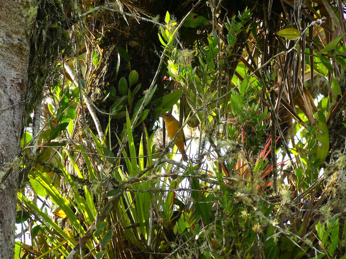 Піранга пломениста - ML650733519