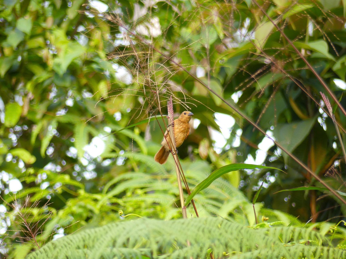 Танагра-жалібниця велика - ML650733535