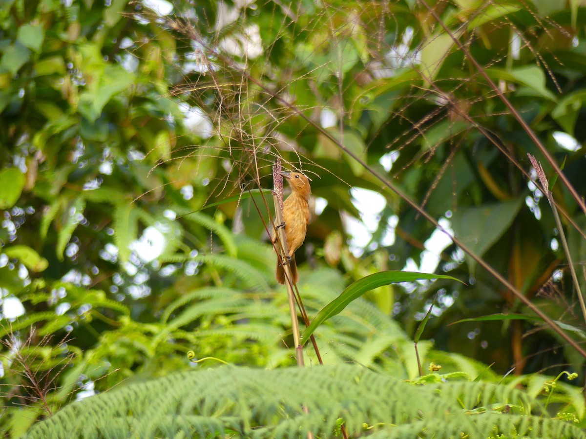 Танагра-жалібниця велика - ML650733536