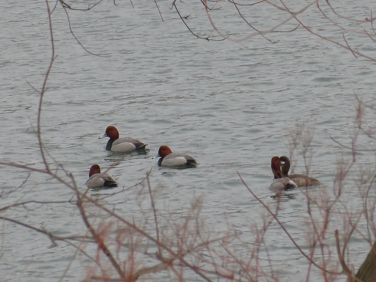 Redhead - ML650733599