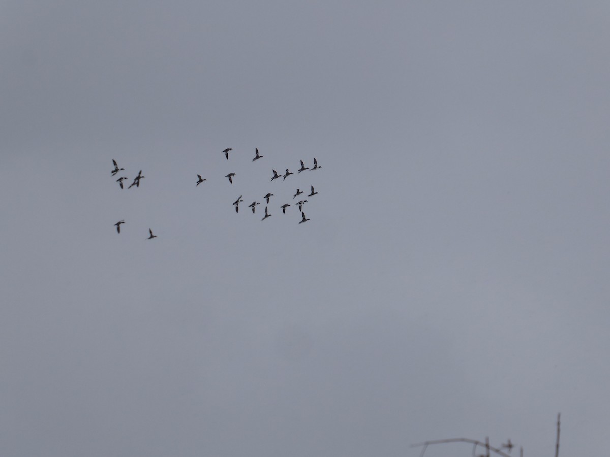 Common Goldeneye - ML650733617