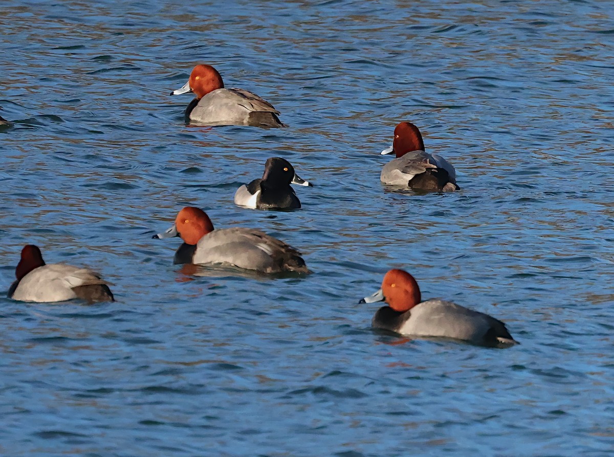 Ring-necked Duck - ML650733673