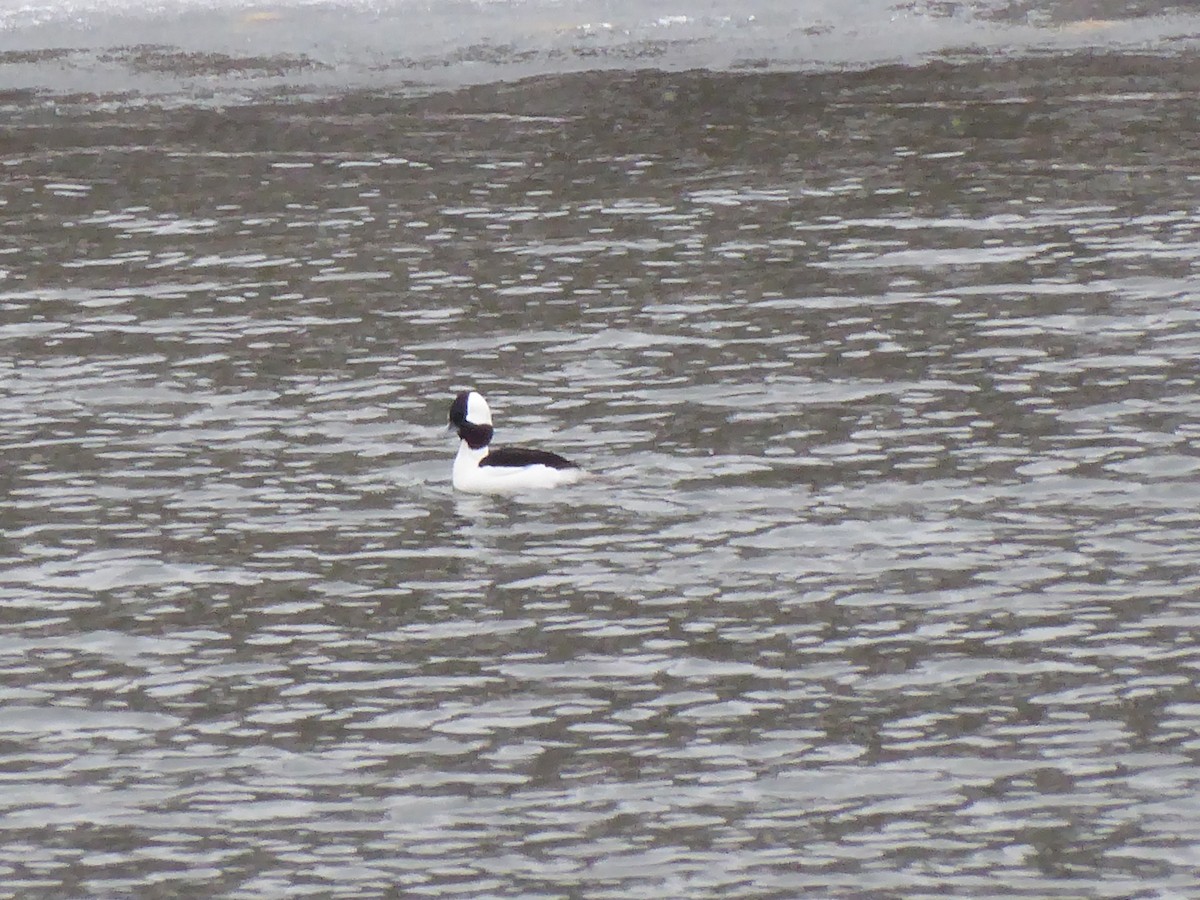Bufflehead - ML650733694