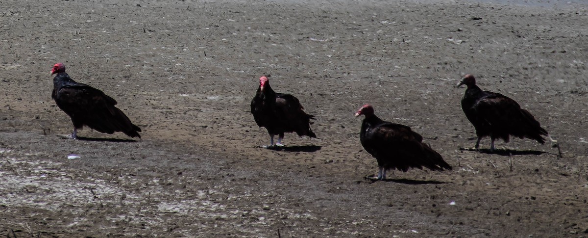 Urubu à tête rouge - ML650733770