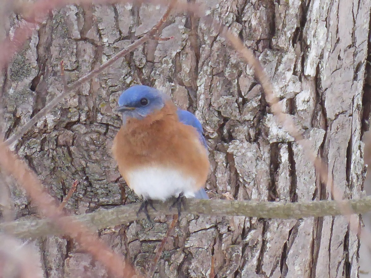 Eastern Bluebird - ML650733840