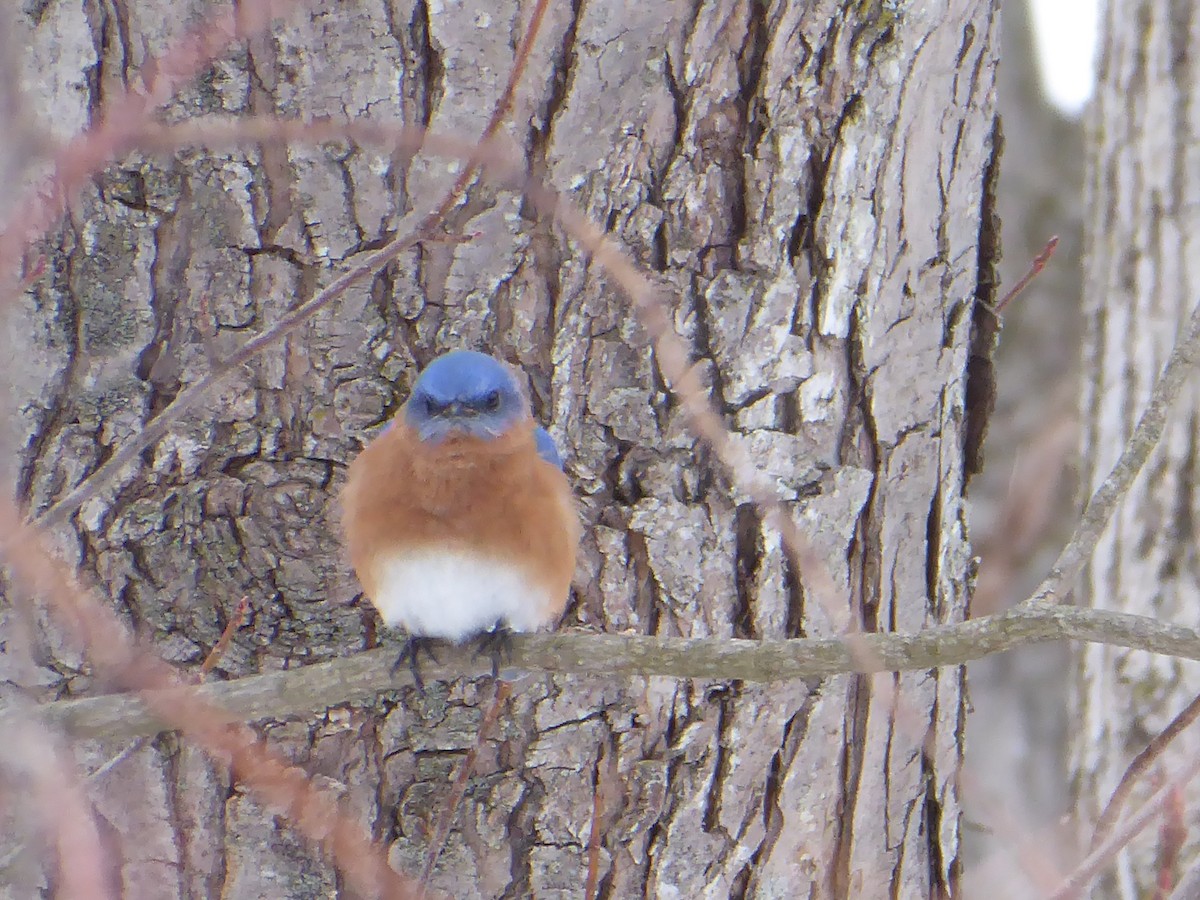 Eastern Bluebird - ML650733856