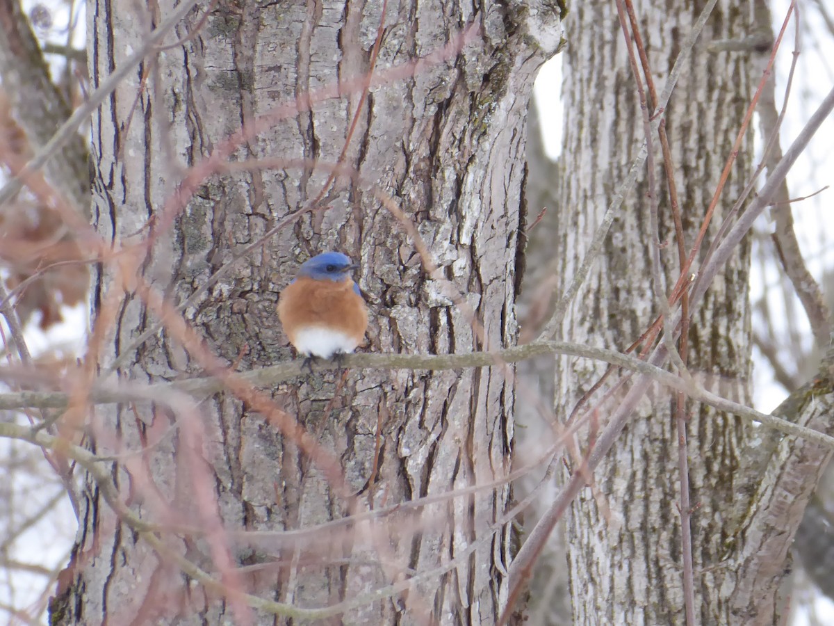 Eastern Bluebird - ML650733860