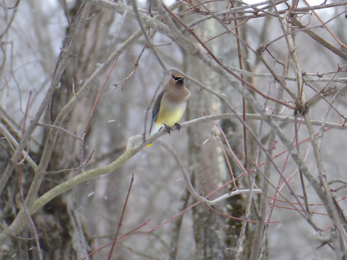 Cedar Waxwing - ML650733869