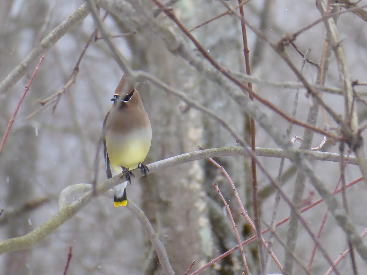 Cedar Waxwing - ML650733878