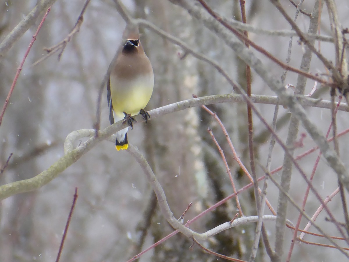 Cedar Waxwing - ML650733882