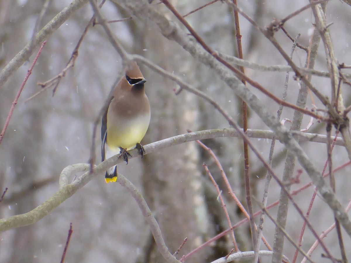 Cedar Waxwing - ML650733889