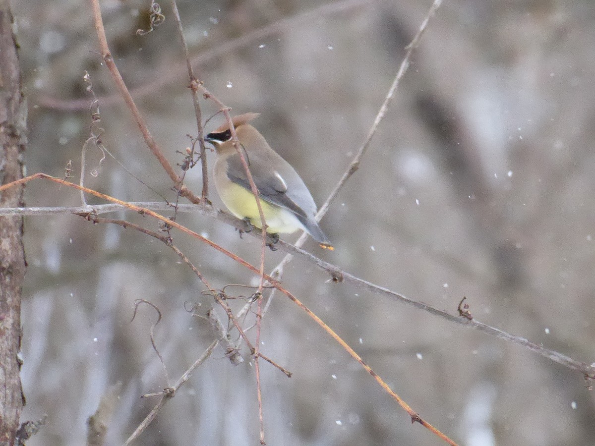 Cedar Waxwing - ML650733907
