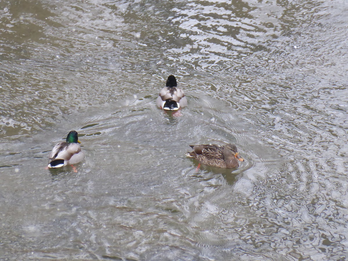 Mallard - ML650733917